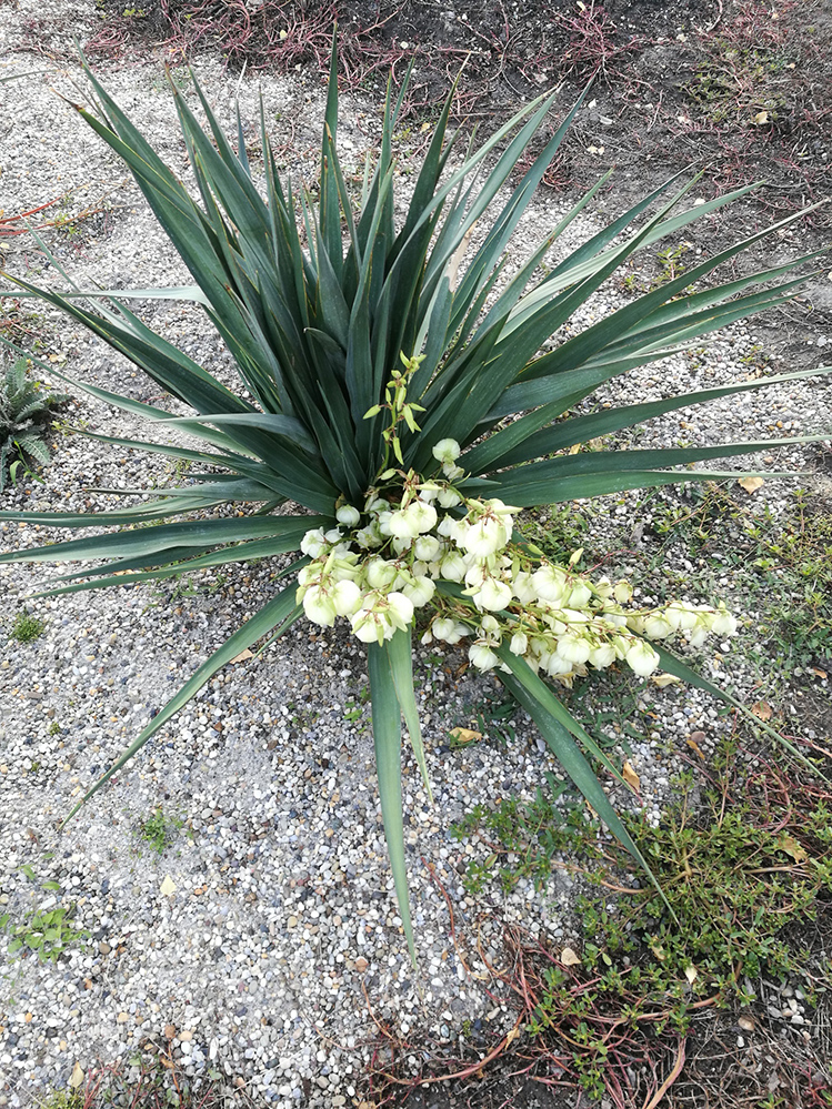 Yucca 1.jpg