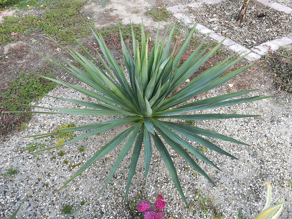 Yucca 2..jpg