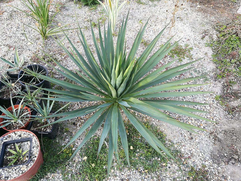 Yucca 3..jpg