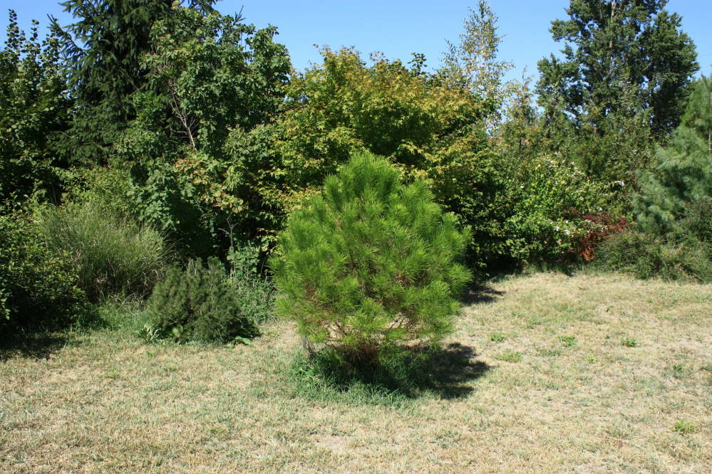 pinus pinea 170829 1.jpg