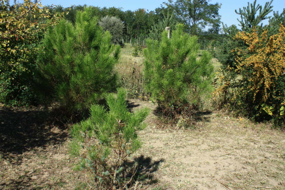 pinus pinea 170829 3.jpg