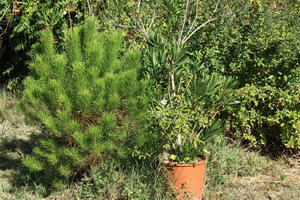 pinus pinea 170829 4.jpg