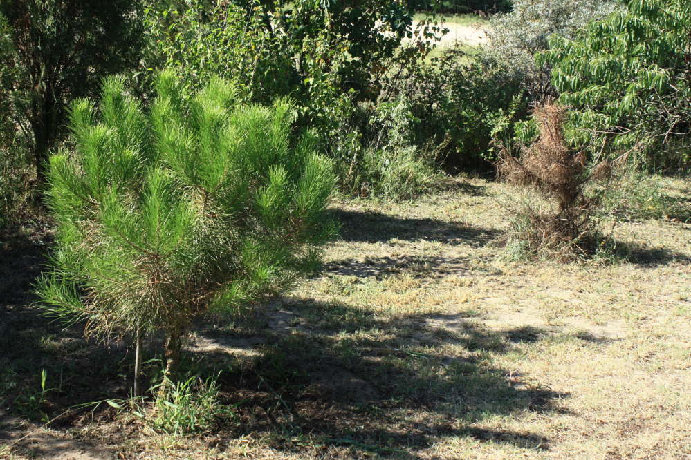 pinus pinea 170829 5.jpg