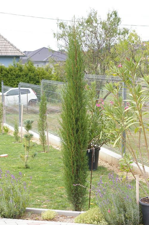 Cupressus sempervirens 1..jpg