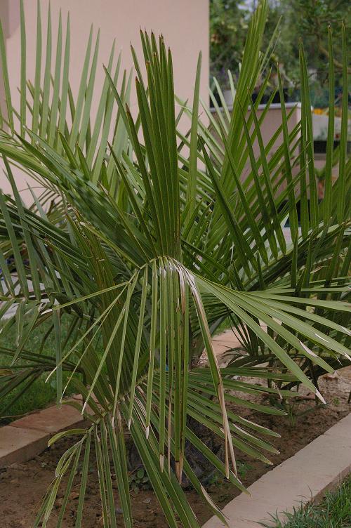 Jubaea chilensis.jpg