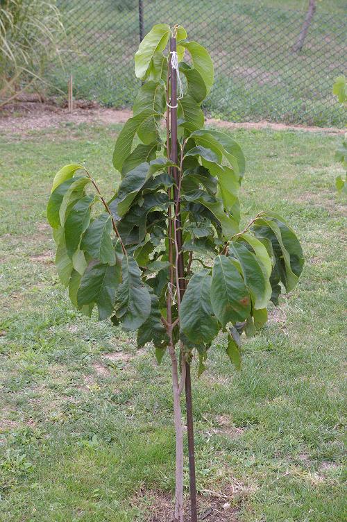 Asimina triloba.jpg