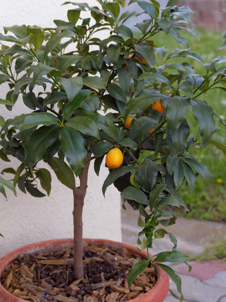 kumquat.jpg