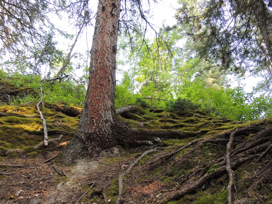 Kananaskis 038.JPG