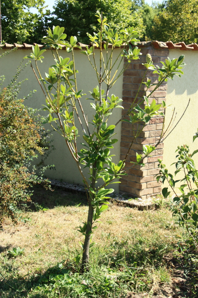 magnonlia grandiflora 170830 1.jpg