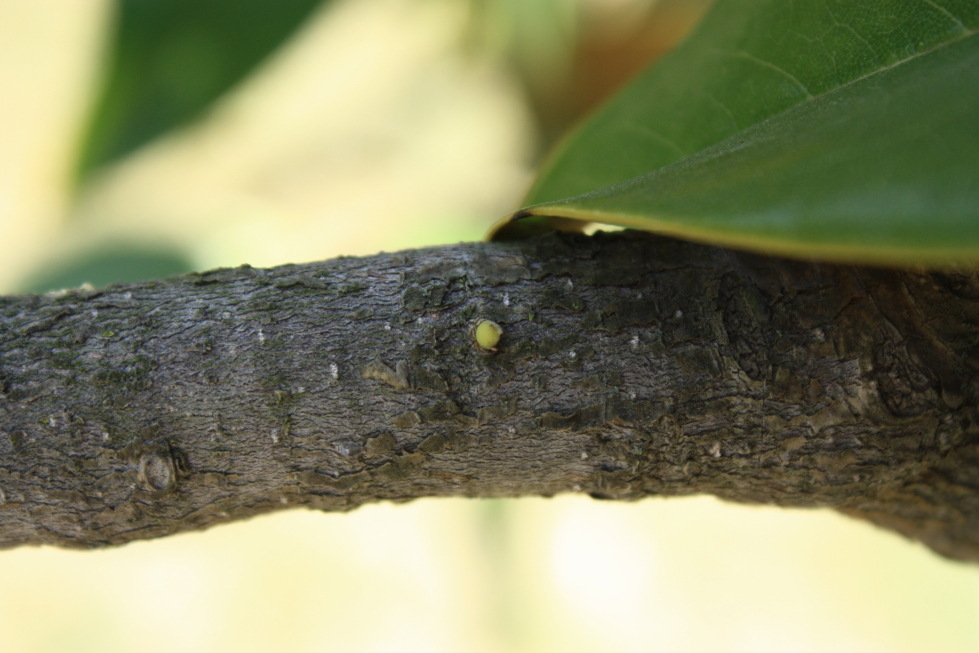 magnonlia grandiflora 170830 11.jpg