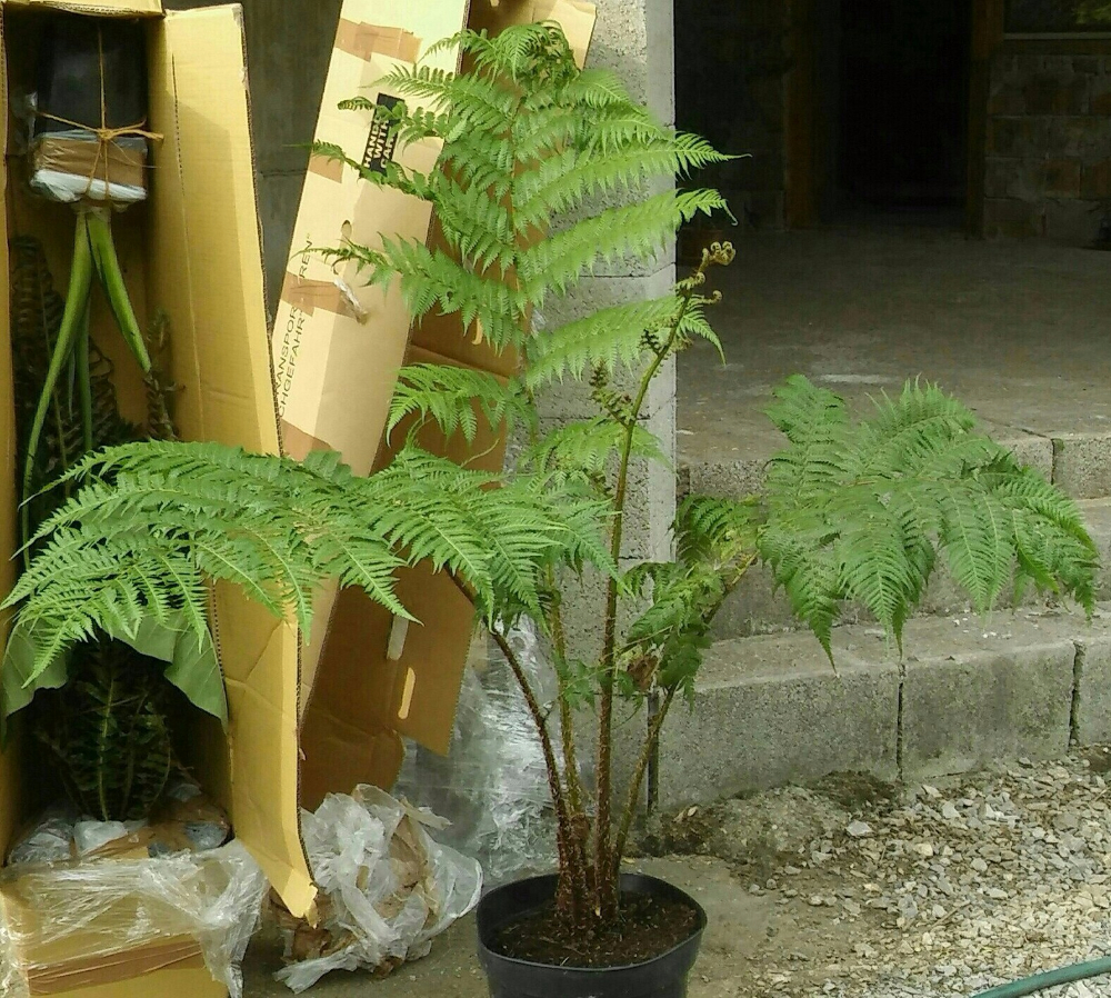 cyathea cooperi.jpg