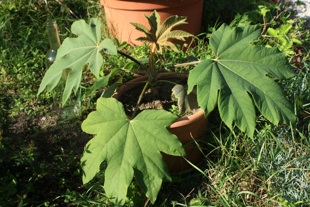 tetrapanax 171015.jpg