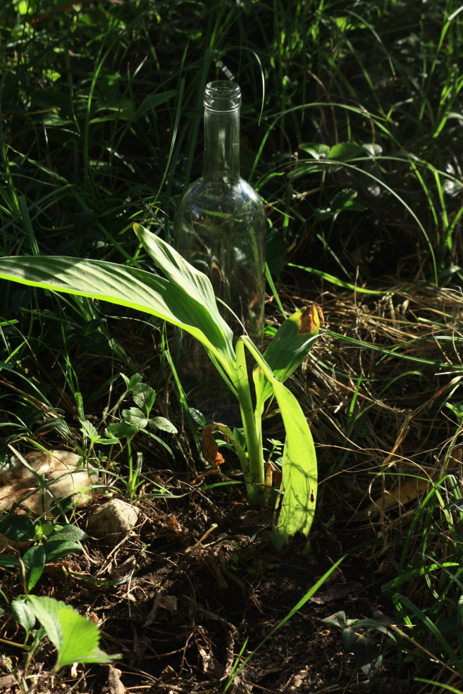 canna 171015.jpg