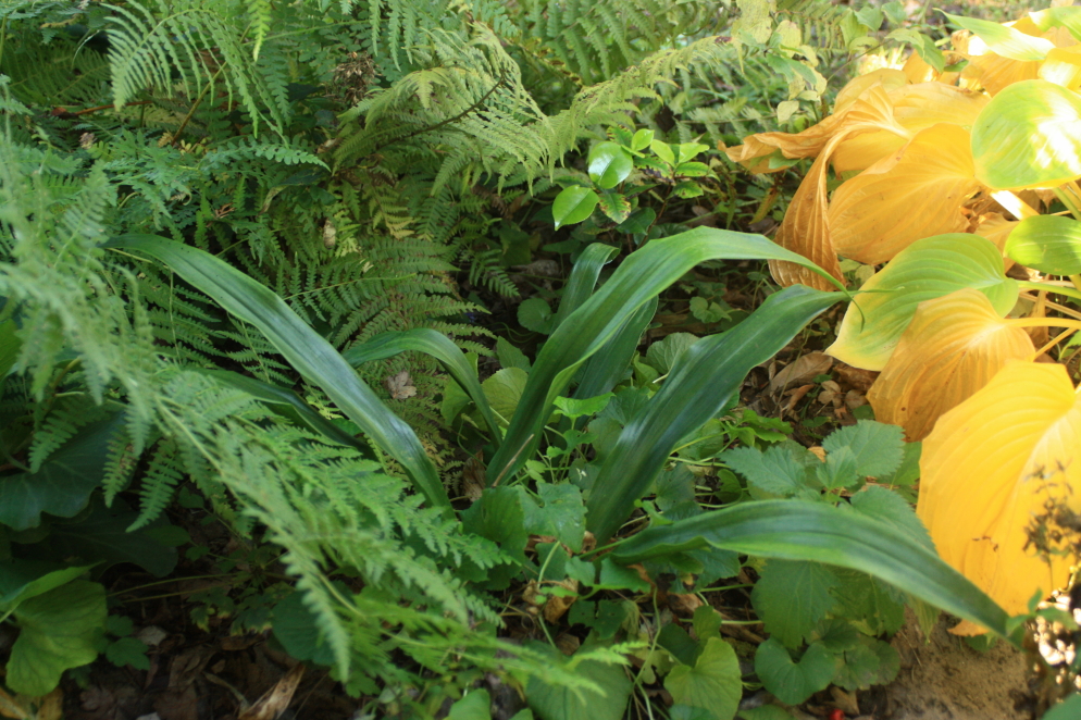 Rohdea chinensis var chinensis Taiwan 171016.jpg