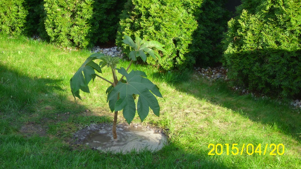 tetrapanax kiültetve.jpg