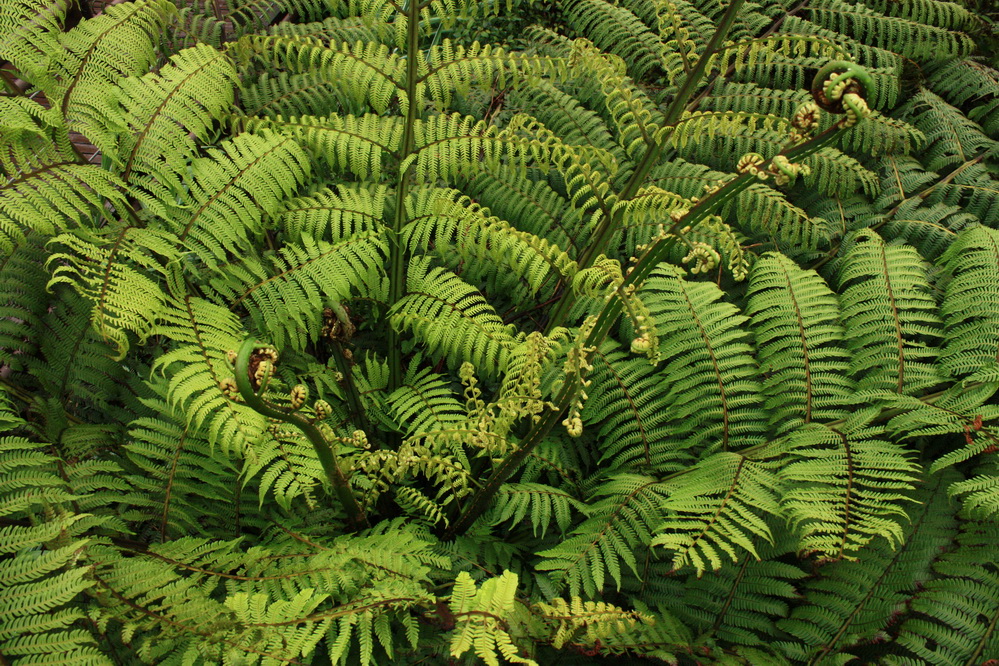 Yangmingshan 8.jpg