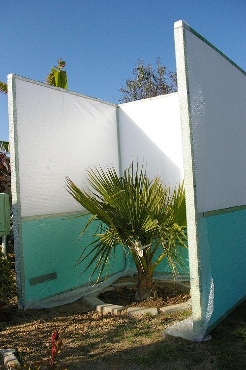 Washingtonia..jpg