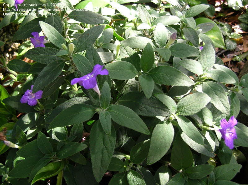 ruellia squarrosa blue shade.jpg