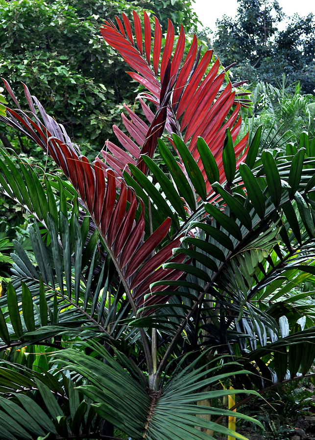Chambeyronia macrocarpa.jpg