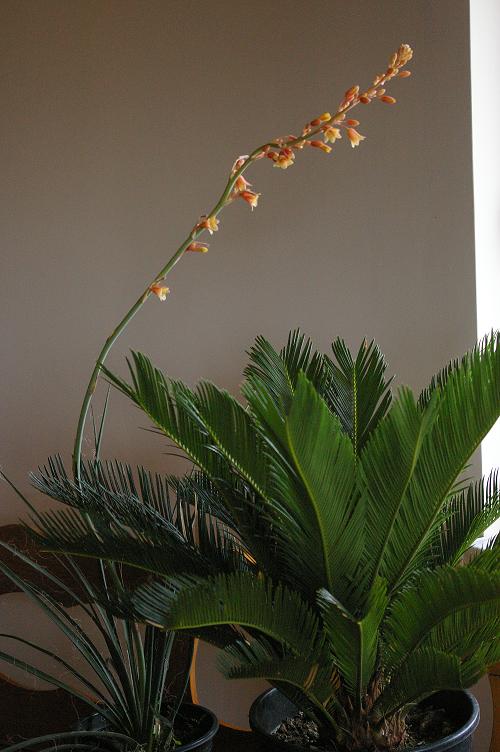 Cycas.jpg