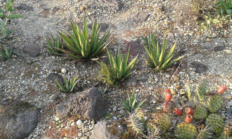 20160917_172956-Agave-lechuguilla.jpg