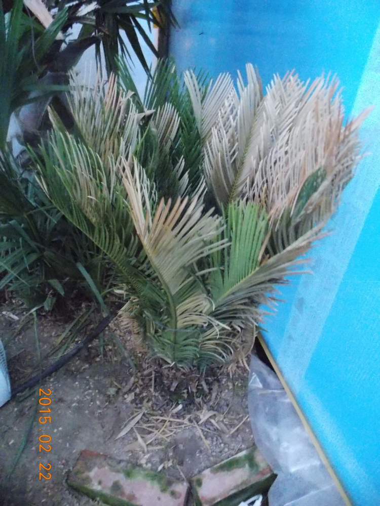 kepatmeretezes_hu_cycas1.jpg