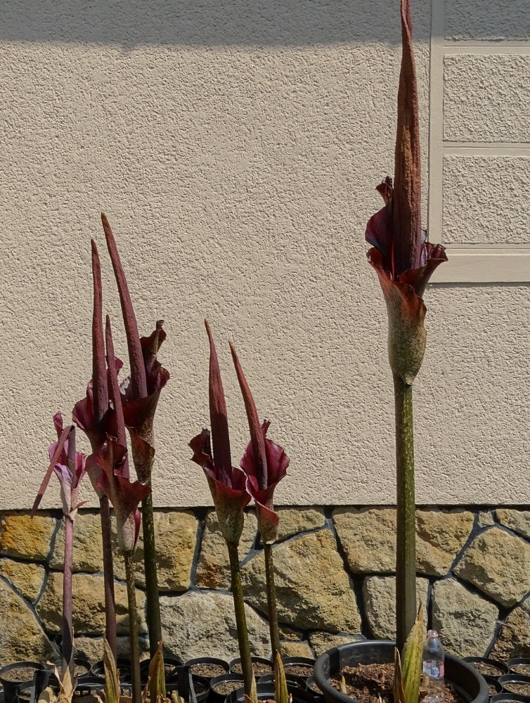 Amorphophallus konjac 215 centis virágja..JPG