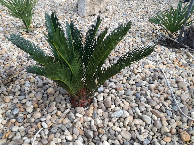 cycas.jpg