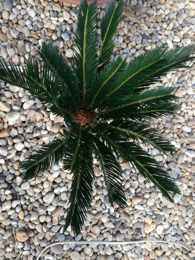 cycas1.jpg