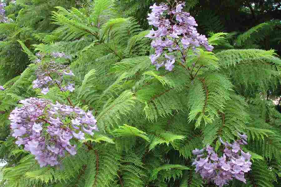 jacarandamimosifolia6.jpg