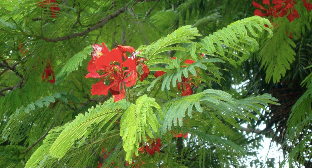 semillas-arbol-delonix-regia-arbol-de-fuego-D_NQ_NP_840521-MLC20792232520_062016-F.jpg