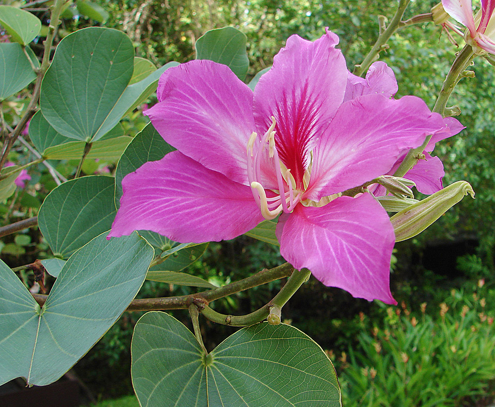 Bauhinia_blakeana_14519226763.jpg