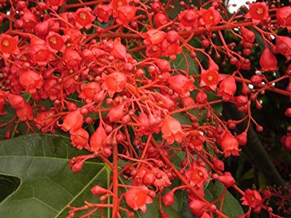 Brachychiton acerifolius.jpg