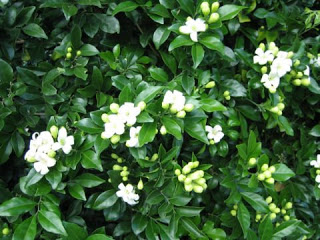 Murraya paniculata8.jpg