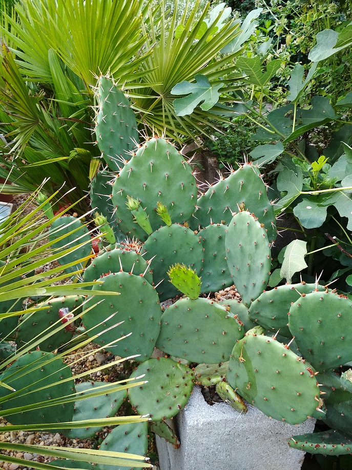 Opuntia.jpg