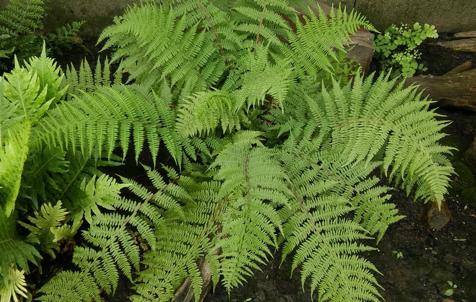 Athyrium filix-femina 'Lady in Red'.jpg