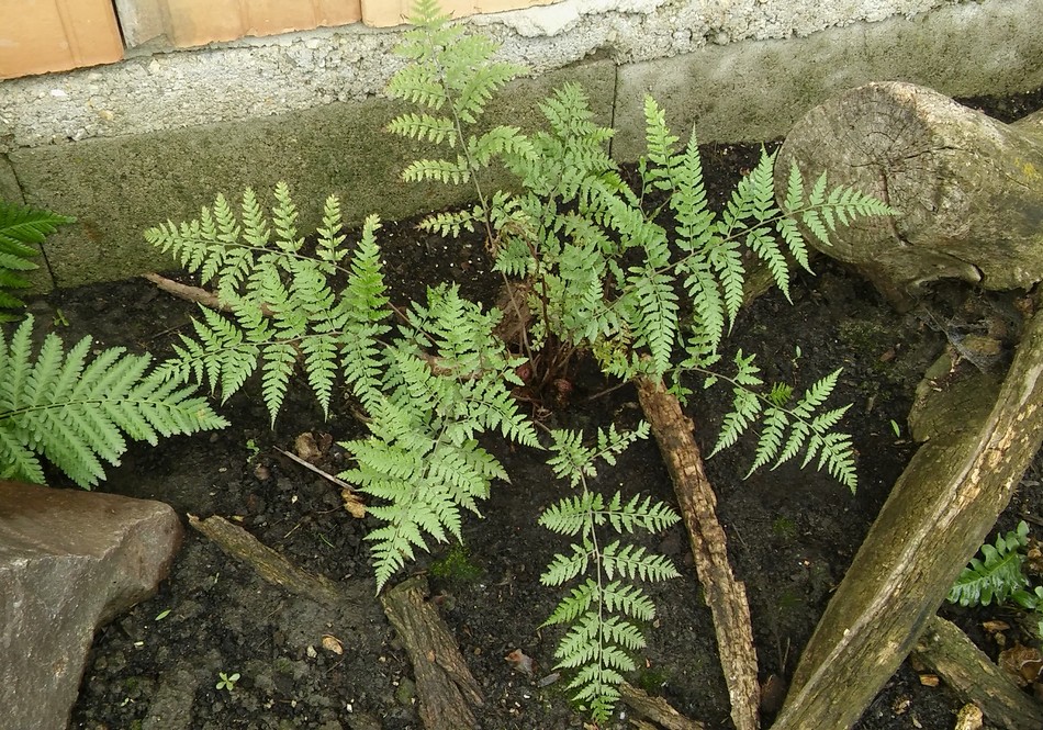 Athyrium vidalii.jpg