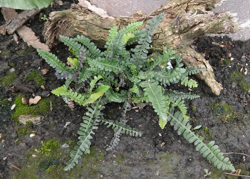 Blechnum penna marina.jpg