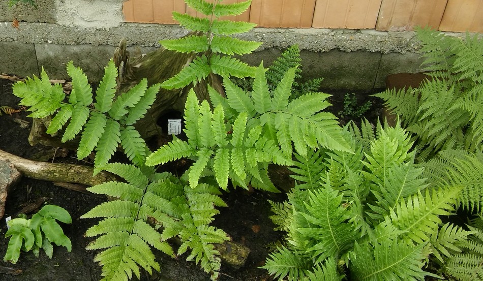 Dryopteris goldieana.jpg