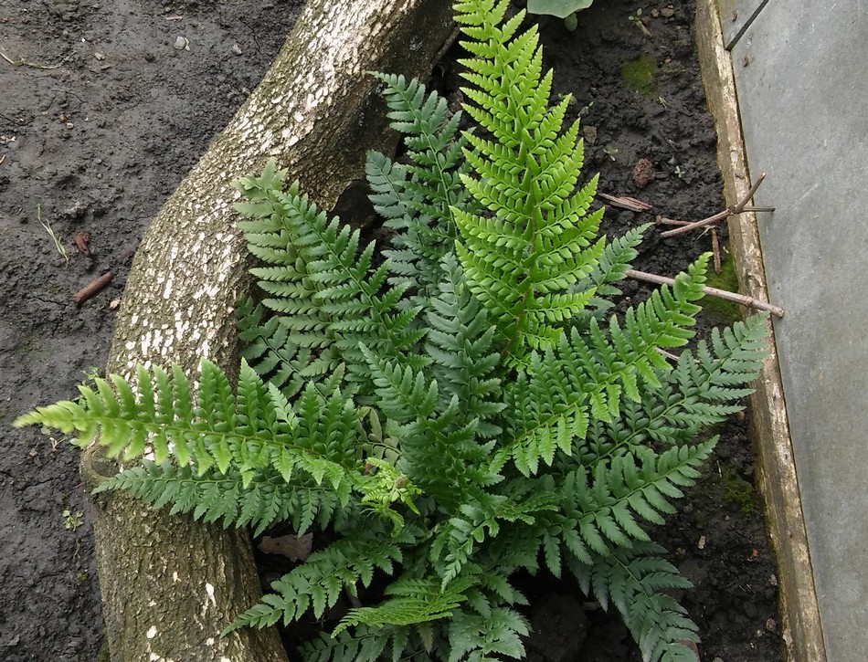 Polystichum aculeatum.jpg