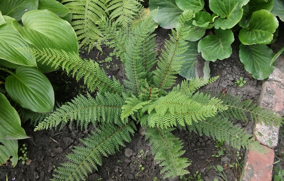 Polystichum setiferum 'Herrenhausen'.jpg