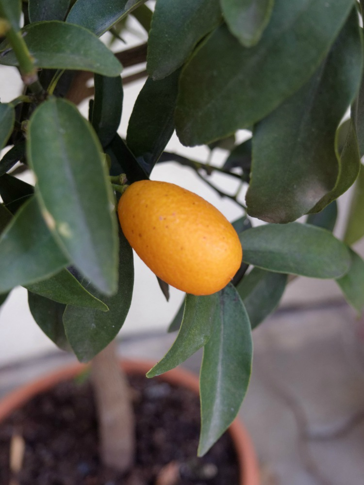 img_kumquat.jpg