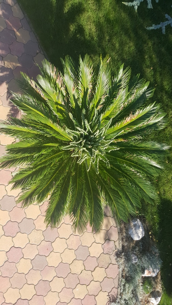 cycas2.jpg