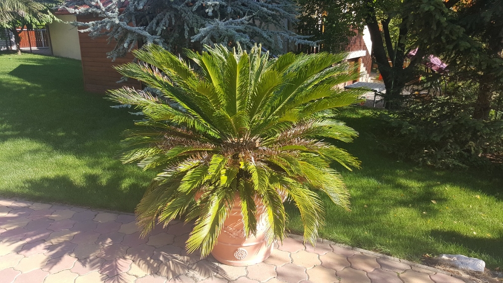 cycas1.jpg