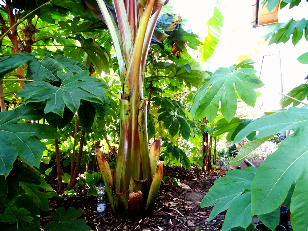 Ensete ventricosum maurelii.JPG