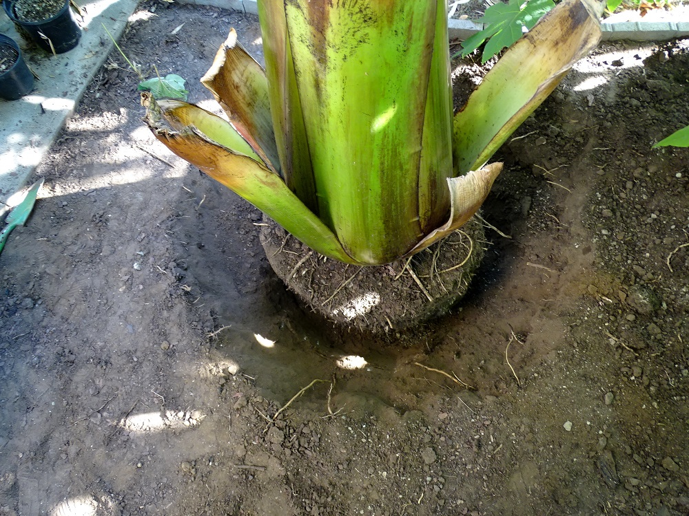 Ensete ventricosum maurelii (2).JPG