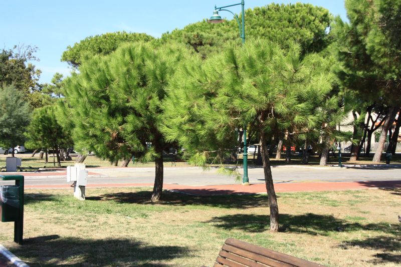 pinus pinea 1809 3.jpg