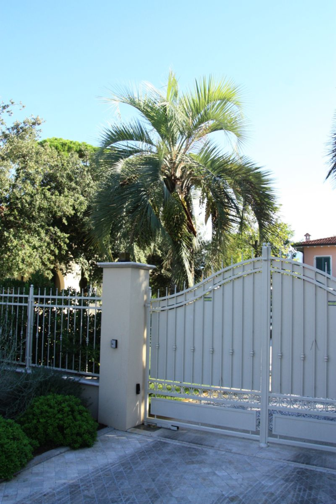 Butia 1809 1.jpg