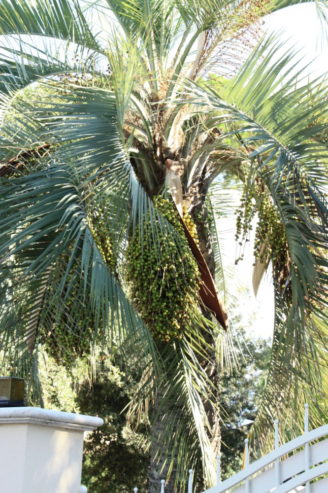 Butia 1809 2.jpg