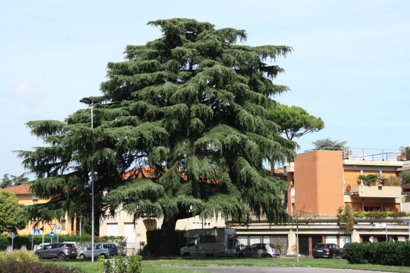 cedrus deodara 1809 1.jpg